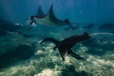 Private Snorkling at Nusa Penida