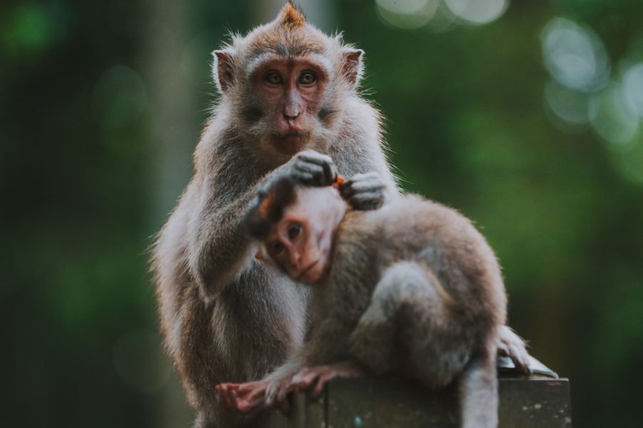 Holy Spring Temple and Sacred Monkey Forest